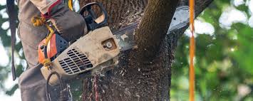 Pest Control for Lawns in Indian Hills, NM