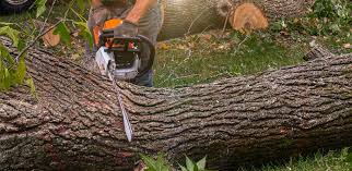 Indian Hills, NM Tree Care Company
