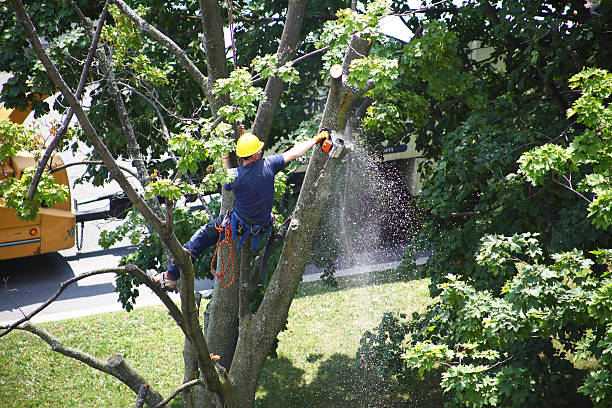 Lawn Renovation and Restoration in Indian Hills, NM