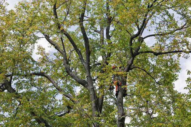 How Our Tree Care Process Works  in  Indian Hills, NM